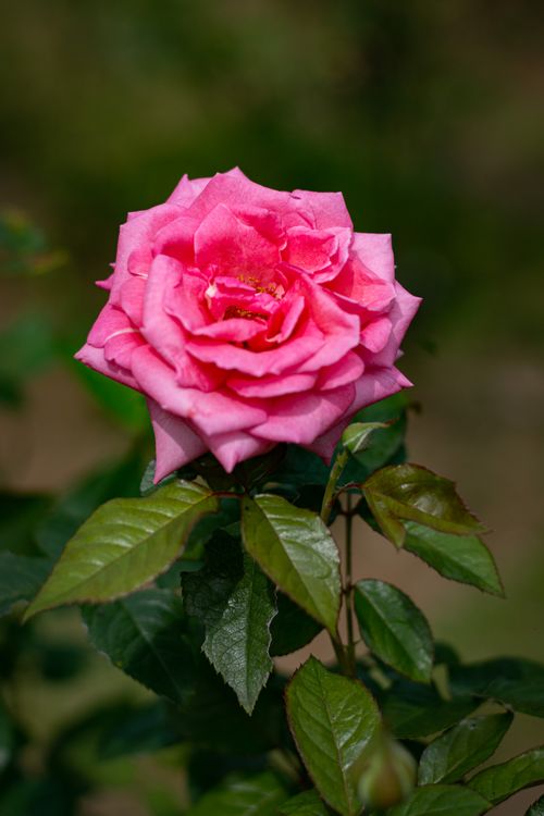 Free close up photo of rose flower Stock Photo