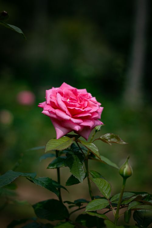 Free close up photo of rose flower Stock Photo