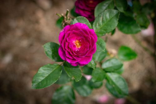 Free close up photo of rose flower Stock Photo