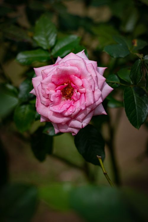Free close up photo of rose flower Stock Photo