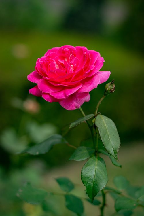 Free close up photo of rose flower Stock Photo
