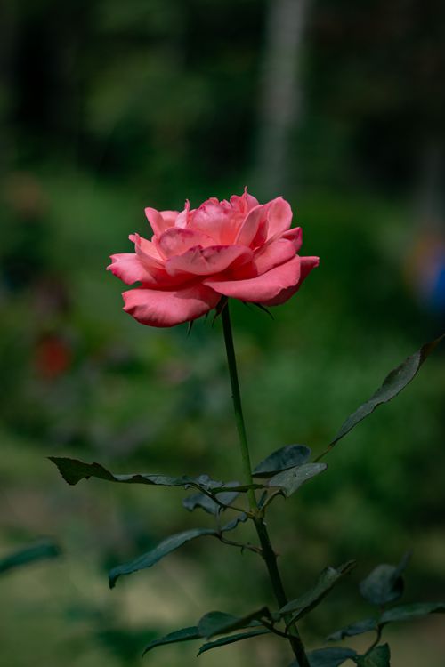 Free close up photo of rose flower Stock Photo