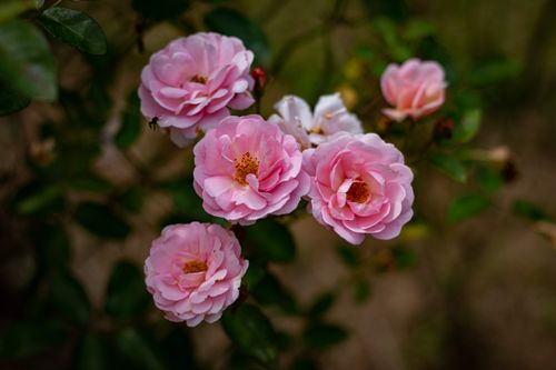 Free close up photo of rose flower Stock Photo