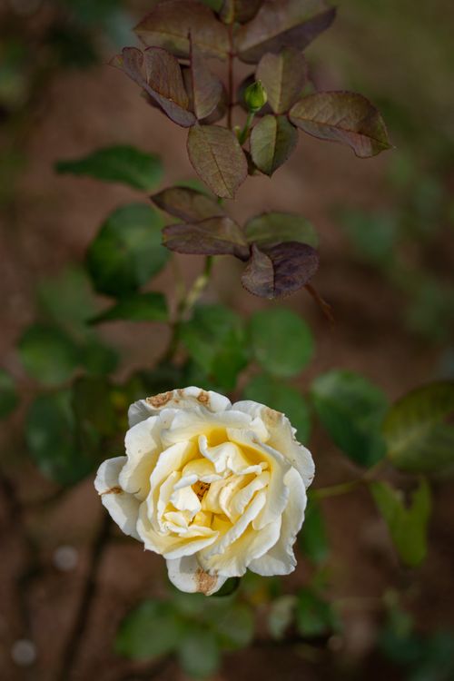 Free close up photo of rose flower Stock Photo