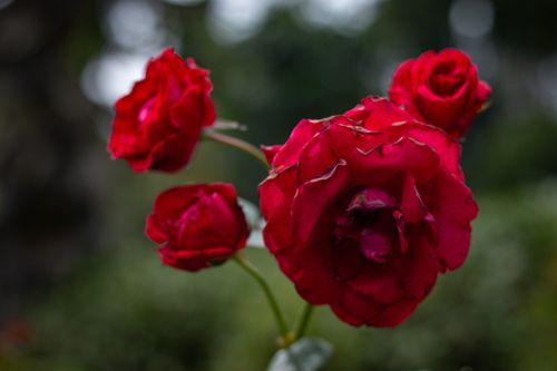 Free close up photo of rose flower Stock Photo