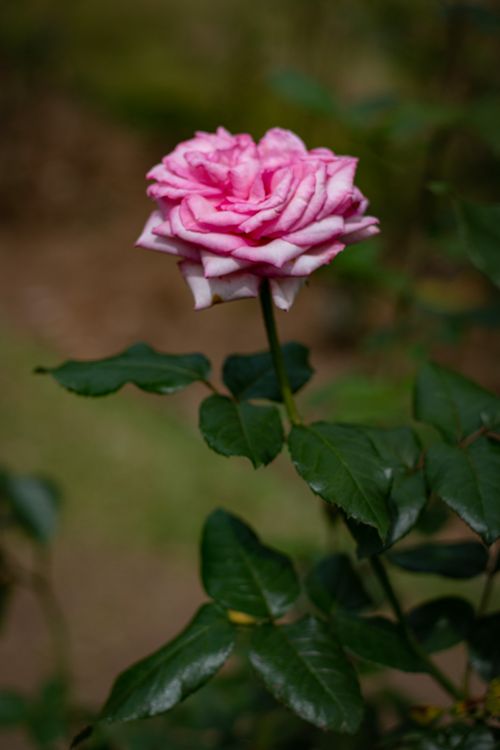 Free close up photo of rose flower Stock Photo