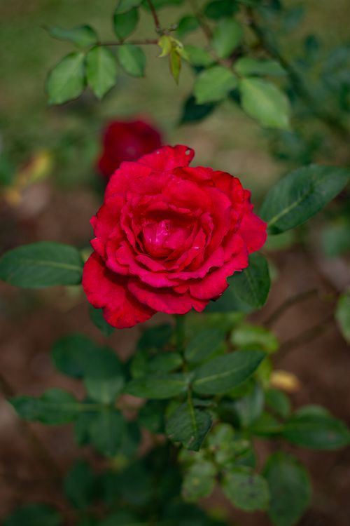 Free close up photo of rose flower Stock Photo