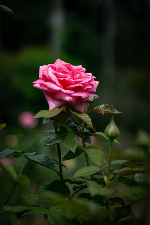 Free close up photo of rose flower Stock Photo