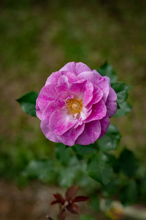Free close up photo of rose flower Stock Photo