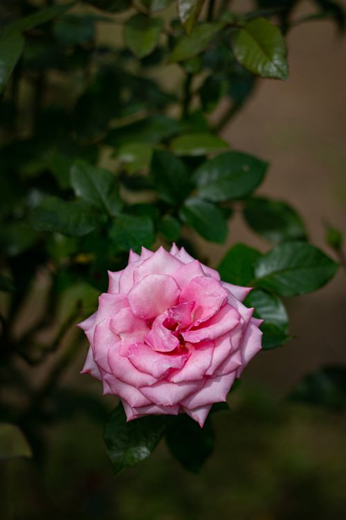 Free close up photo of rose flower Stock Photo