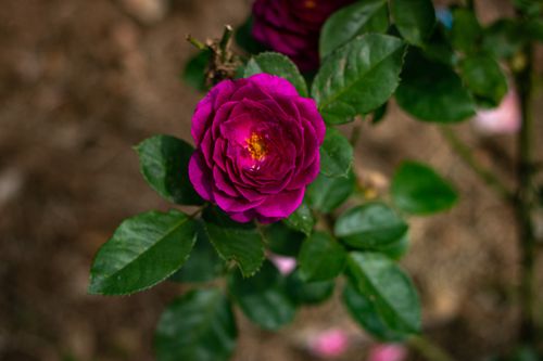 Free close up photo of rose flower Stock Photo