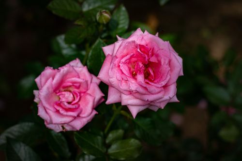 Free close up photo of rose flower Stock Photo