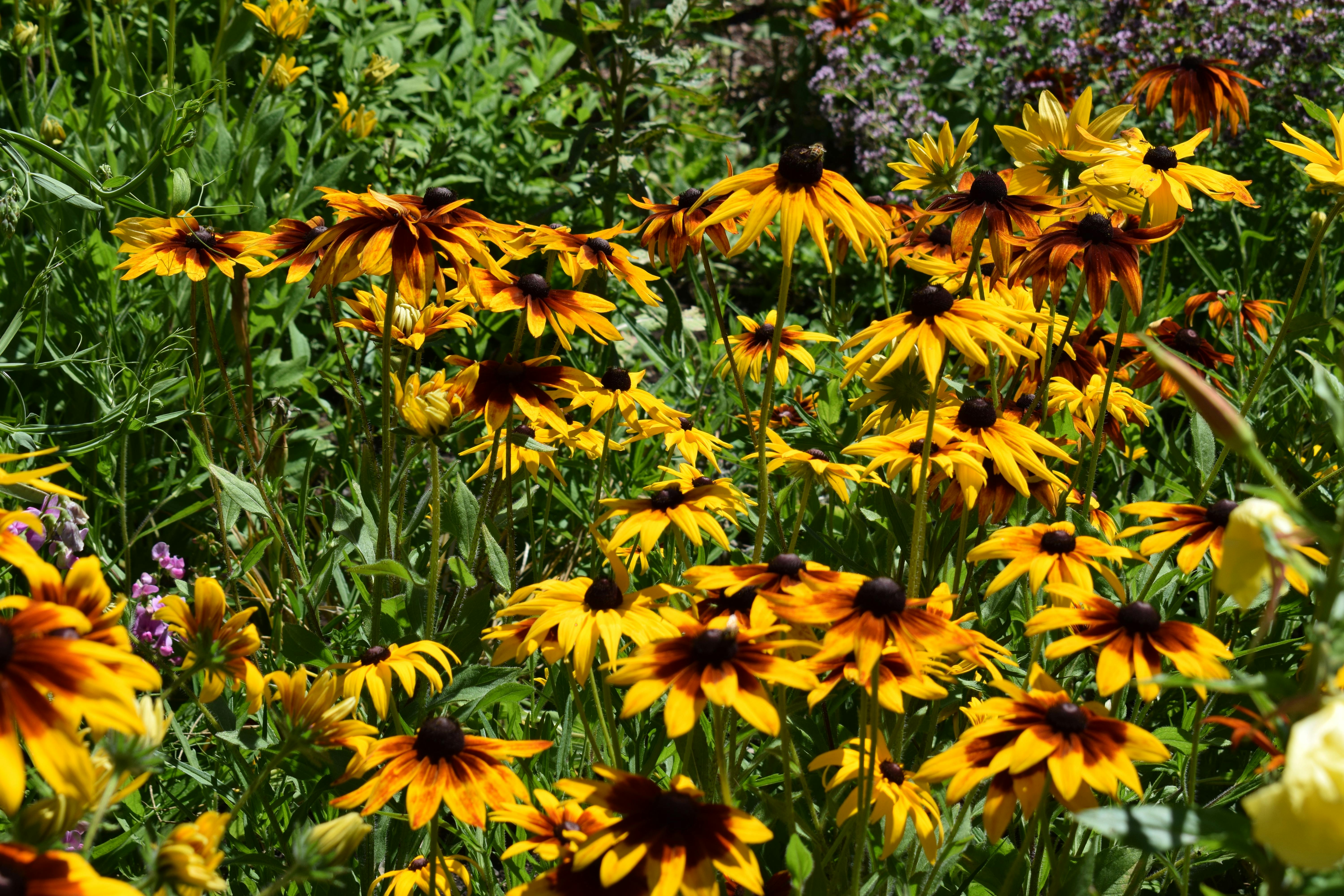 pexels-photo-1507804.jpeg?auto=compressu0026cs=tinysrgbu0026h=650u0026w=940