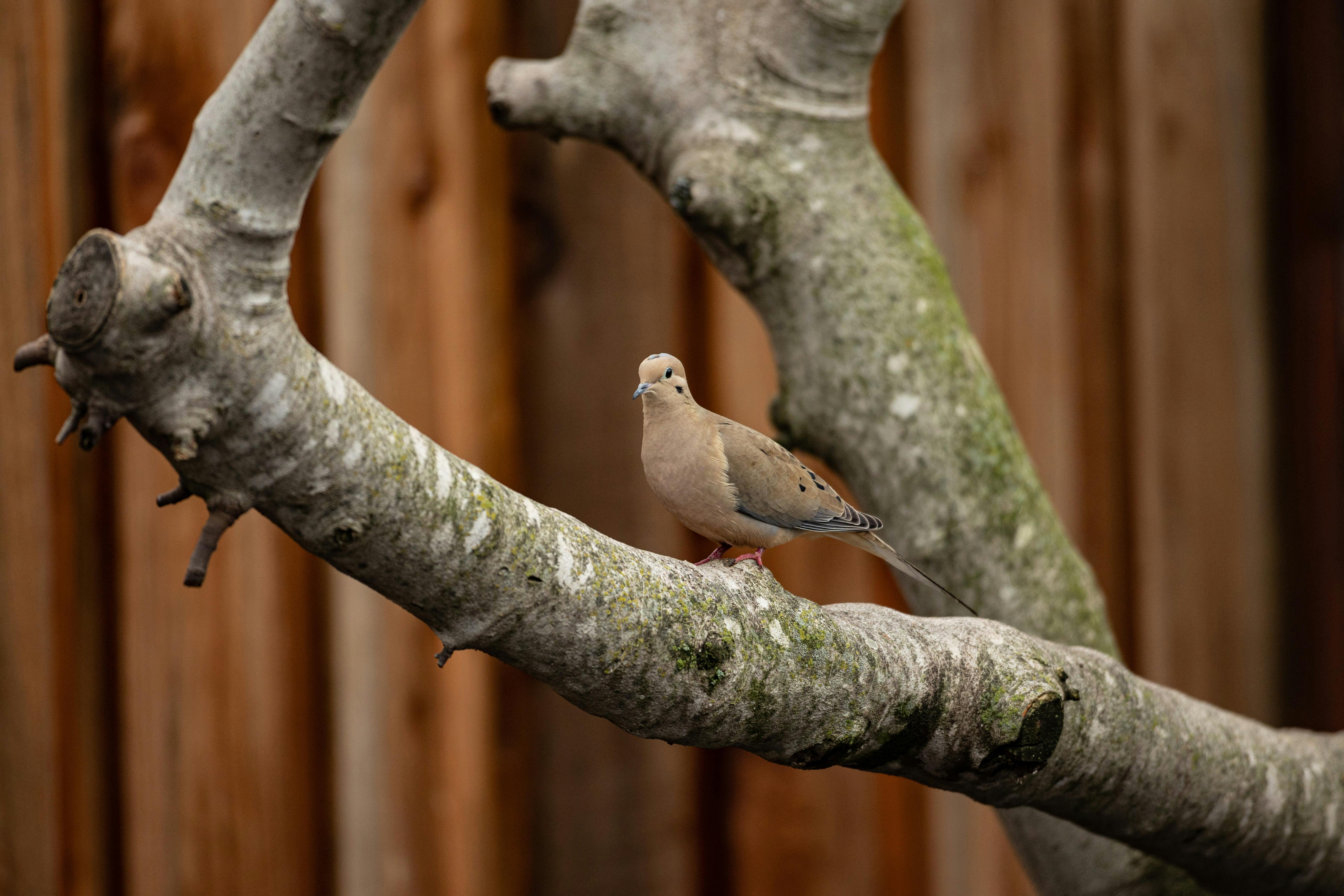 Gratis Immagine gratuita di @all'aperto, ali, amante degli uccelli Foto a disposizione