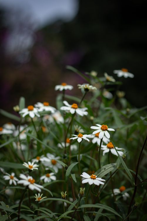 Free Beautiful White Flower  Stock Photo