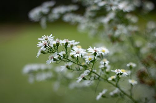 Free Beautiful White Flower  Stock Photo