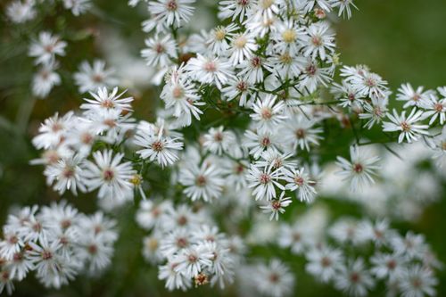 Free Beautiful White Flower  Stock Photo