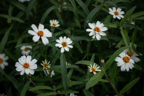 Free Beautiful White Flower  Stock Photo