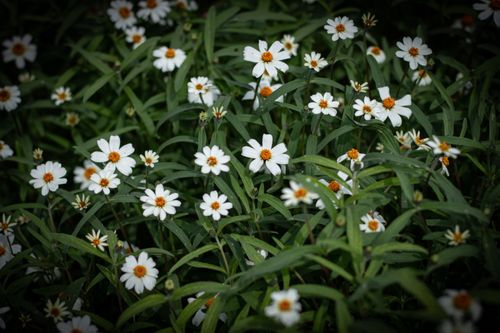 Free Beautiful White Flower  Stock Photo