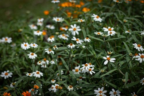 Free Beautiful White Flower  Stock Photo