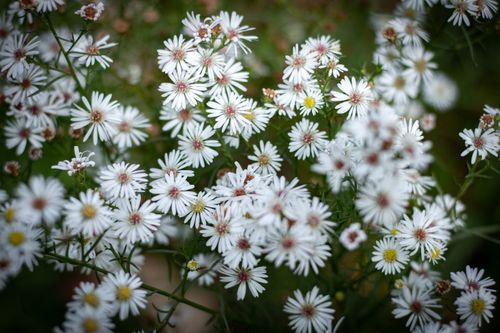 Free Beautiful White Flower  Stock Photo