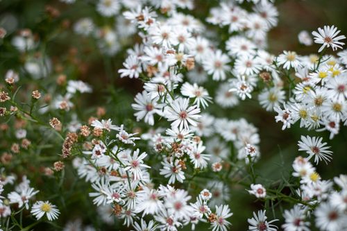 Free Beautiful White Flower  Stock Photo