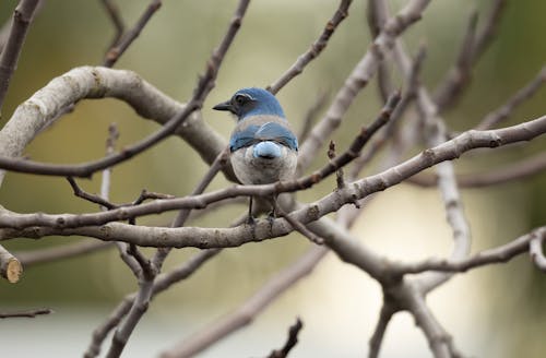 Gratis lagerfoto af california scrub jay, dyr, dyrefotografering