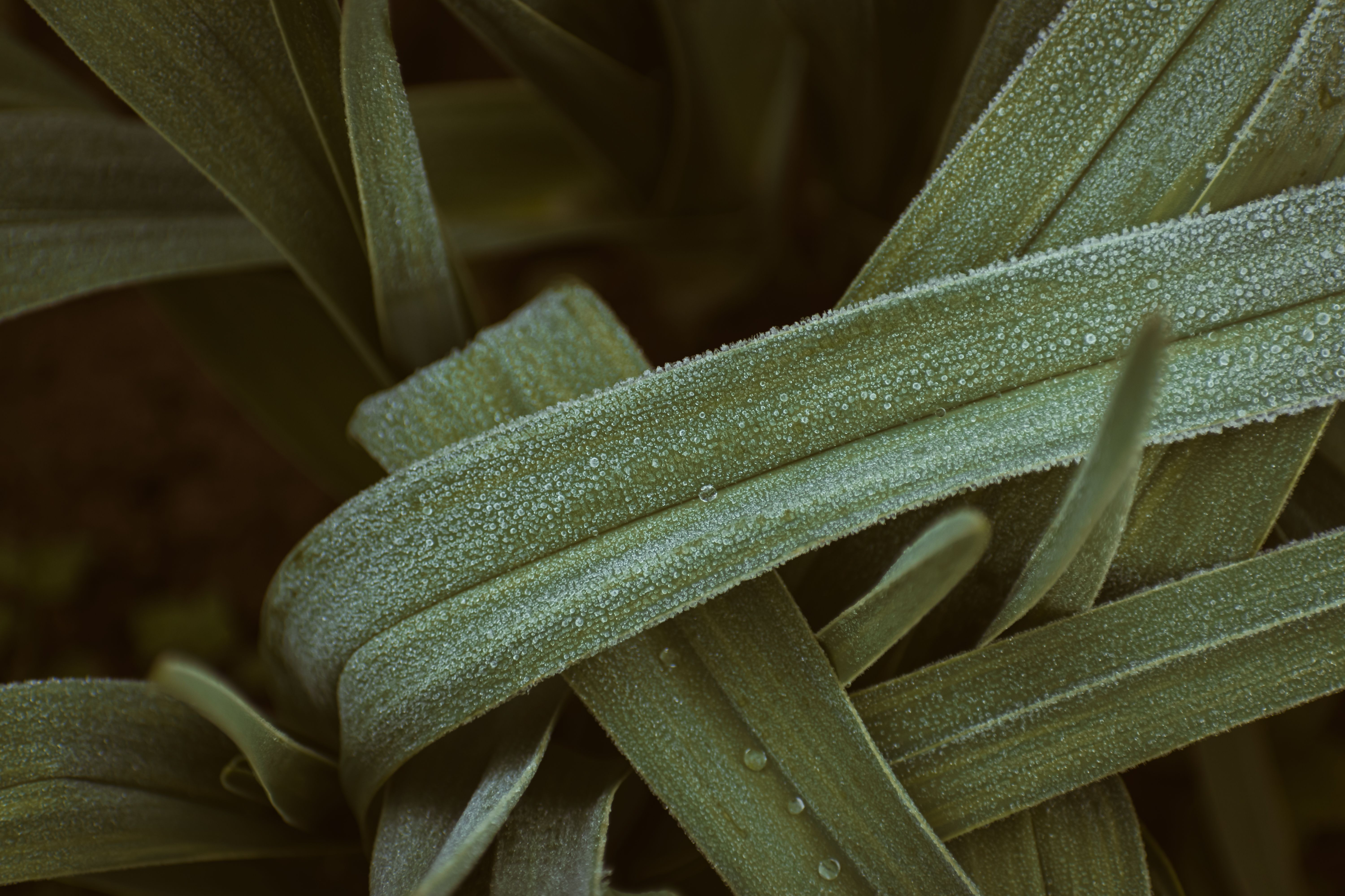 Pourquoi les feuilles de ma plante sont collantes ?