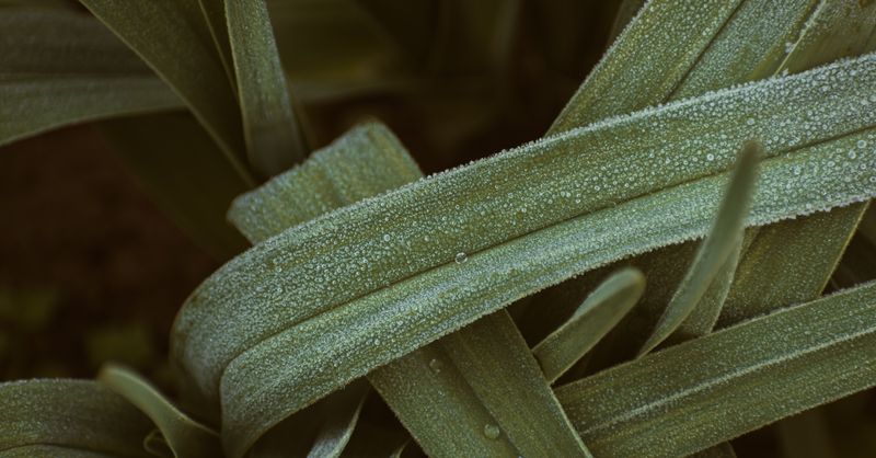 Pourquoi les feuilles de ma plante sont collantes ?
