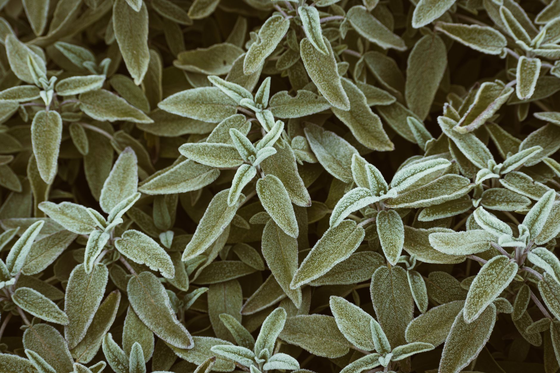 Close-up of lush green sage leaves with textured surface, depicting healthy natural growth.