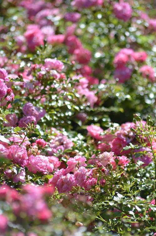 Fotos de stock gratuitas de arbusto, bokeh, flor