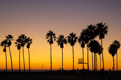 Silhouette of Palm Trees