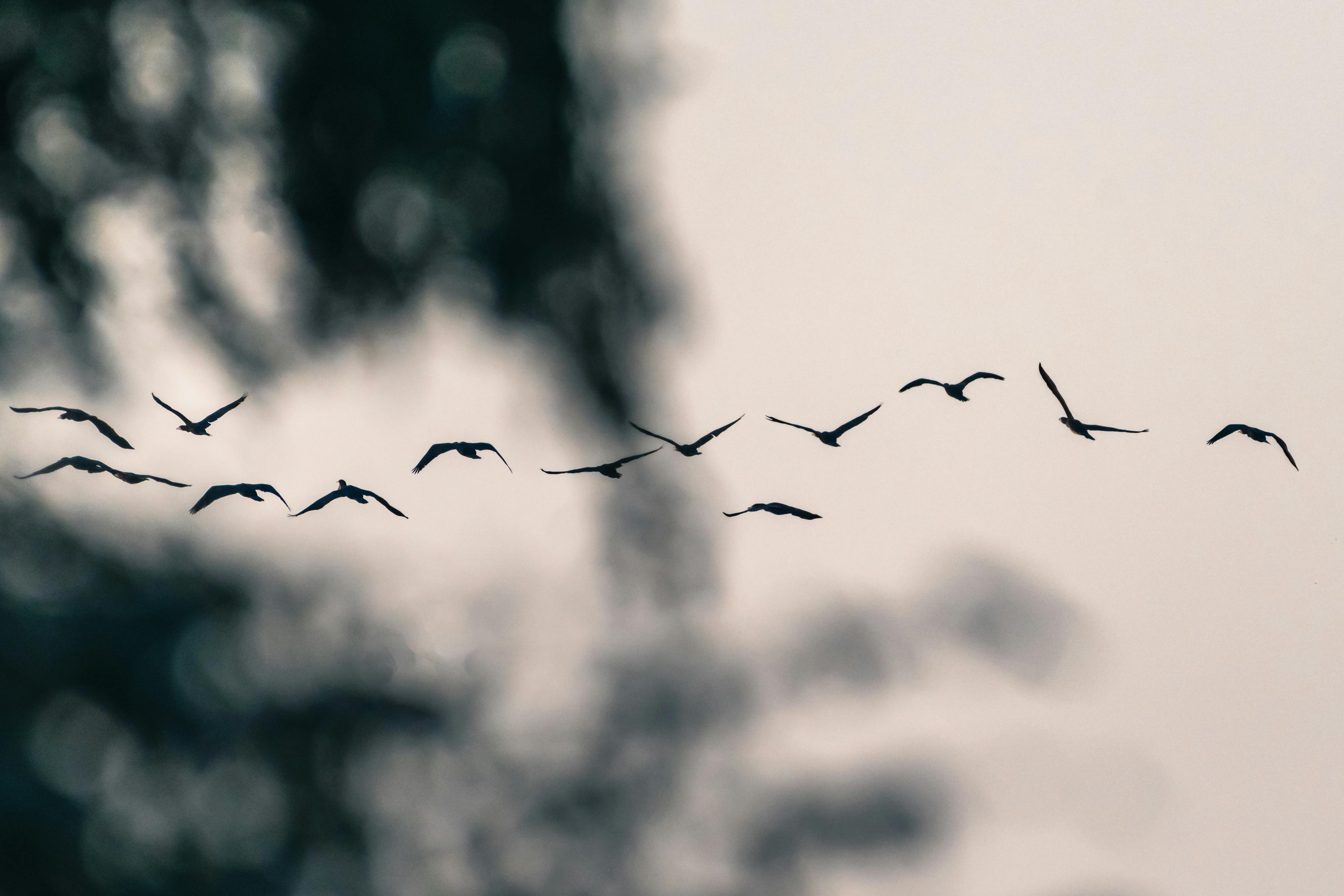 Silhouetted birds in flight formation against a serene sky, capturing natural beauty.