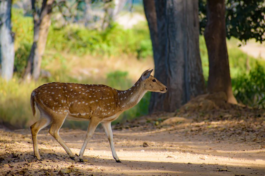 Kanha National Park photo 2
