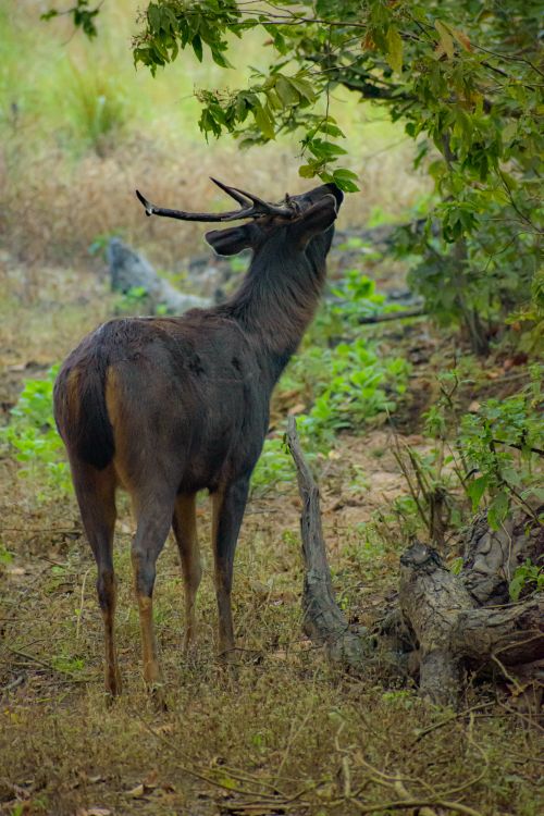 Free Sambar deer reaching for leaves in a lush forest, captured in India. Stock Photo