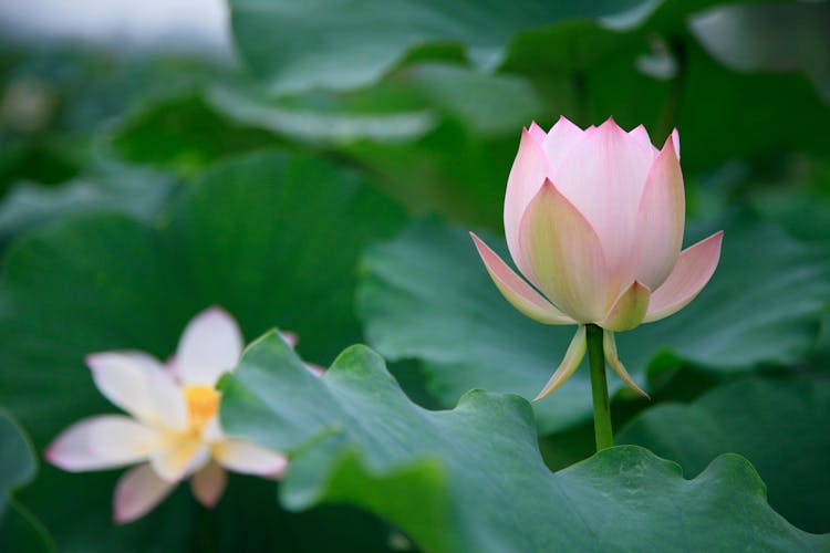 Pink Flower In Close Up Shot