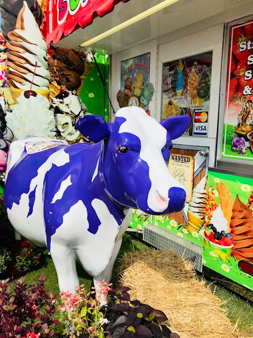 Free stock photo of cow, fair, purple
