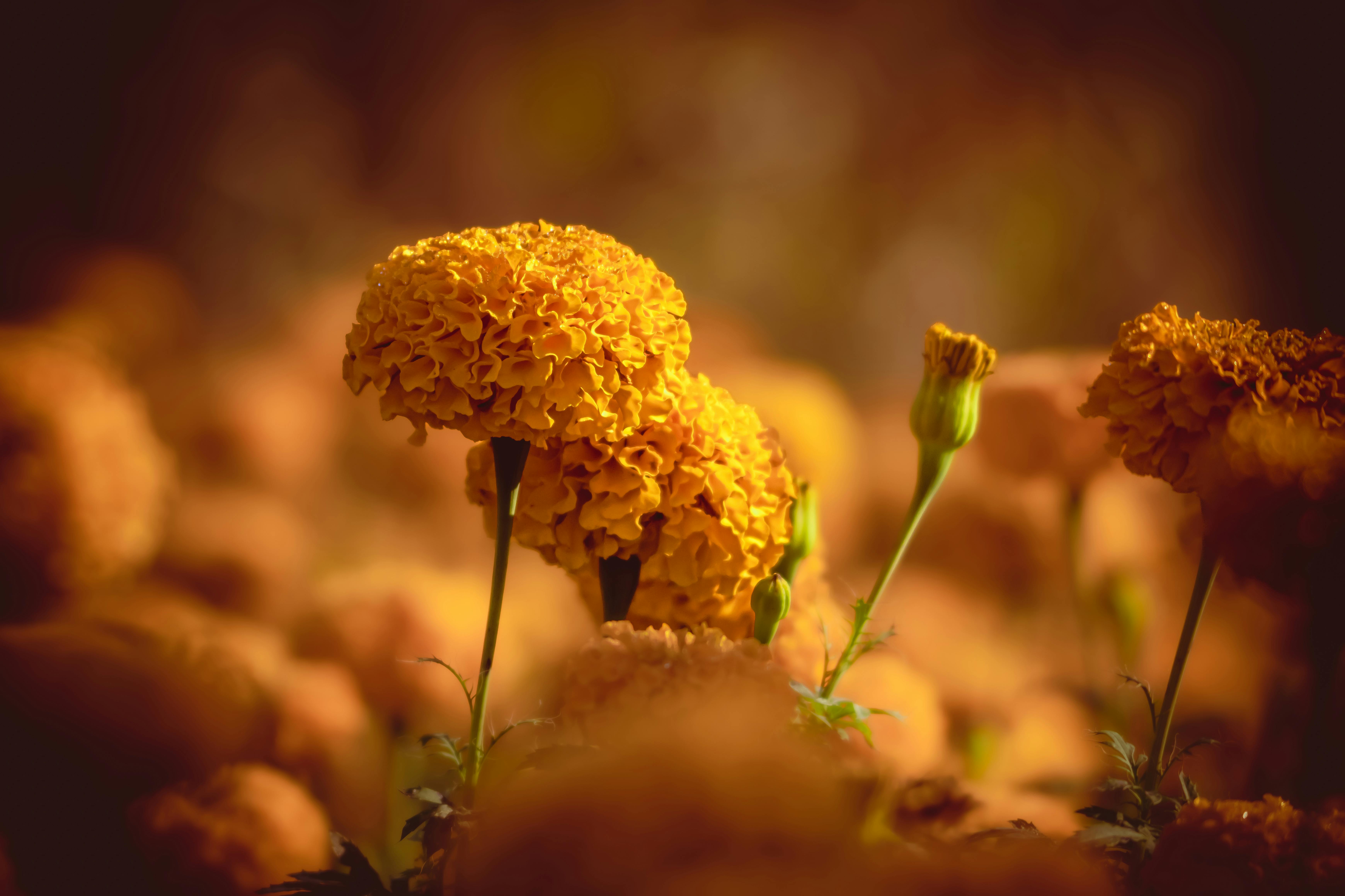 Warm close-up of orange marigold flowers capturing their vibrant bloom in natural light.
