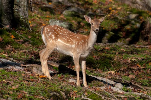 Immagine gratuita di animale, boschi, canada