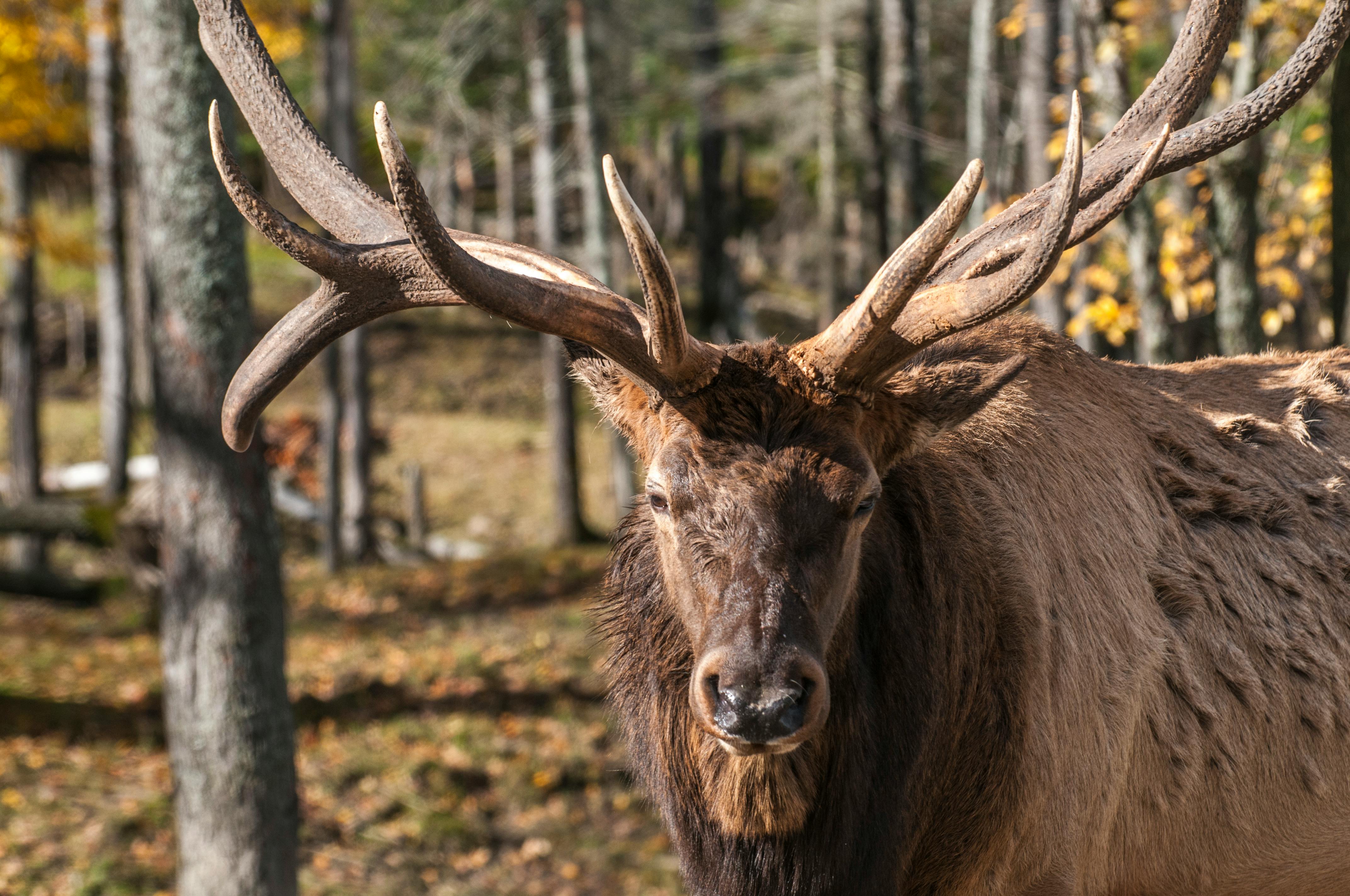 Free stock photo of animal, antlers, deer