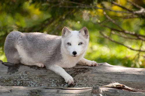 Immagine gratuita di artic fox, bianco, landa selvaggia
