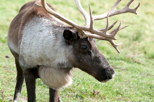 Immagine gratuita di caribù, cervo, fauna selvatica