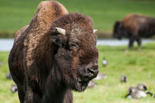 Free stock photo of animal, bison, creature