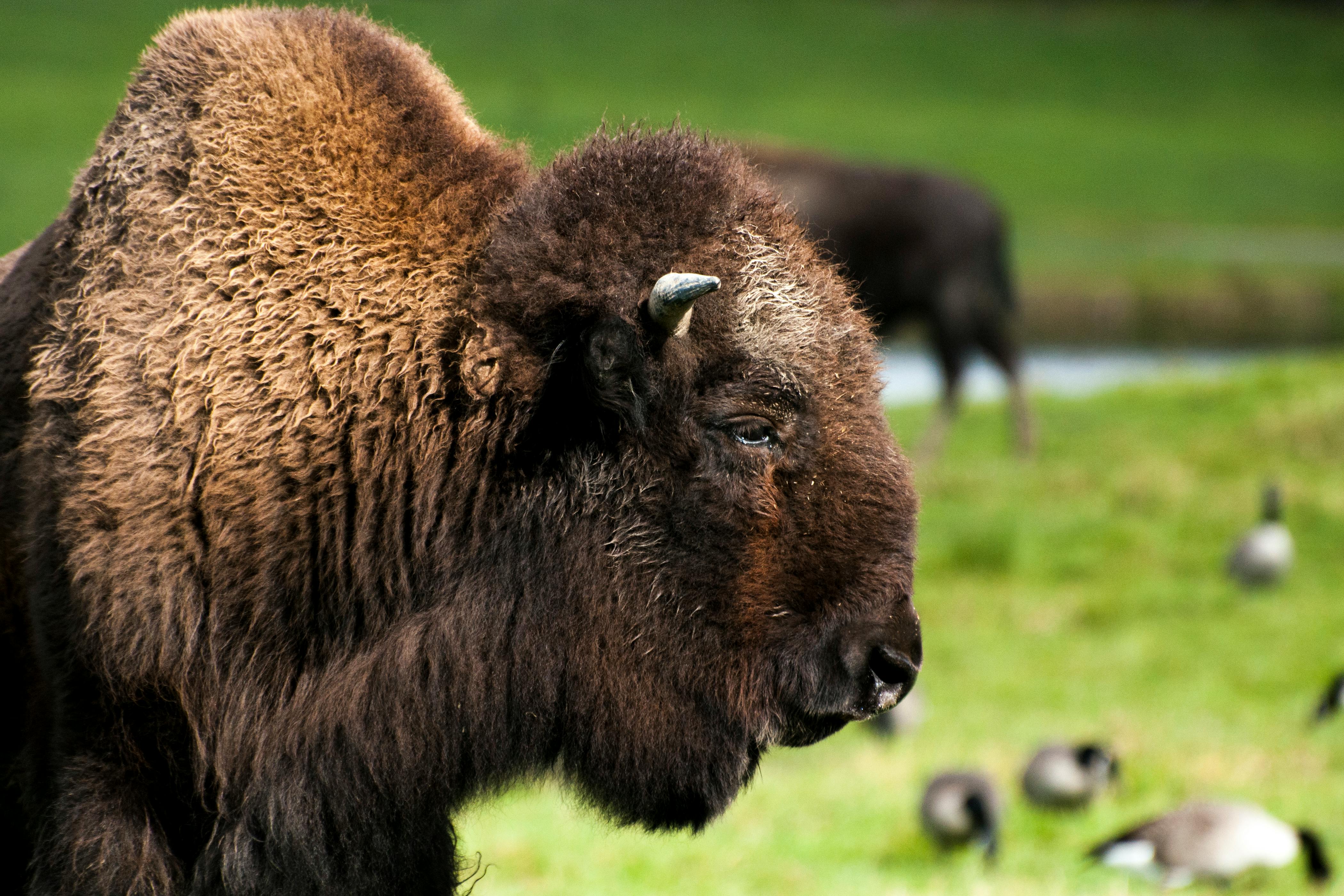 Free Stock Photo Of Animal, Bison, Creature