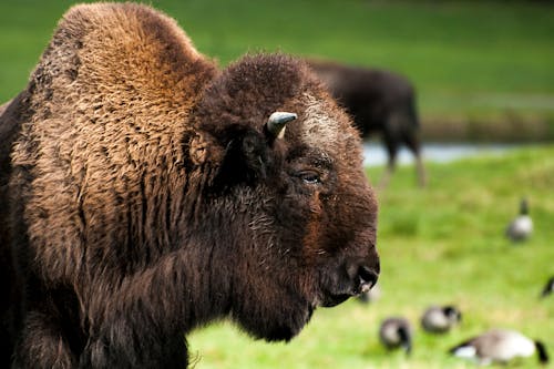 Free stock photo of animal, bison, creature