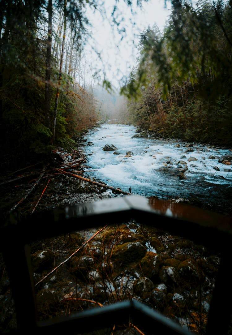 A River In The Forest 