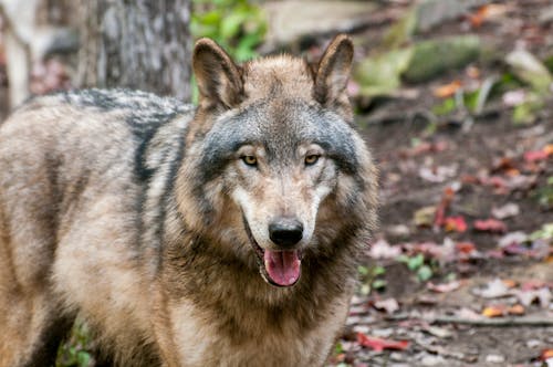 Immagine gratuita di animale, fauna selvatica, lupo