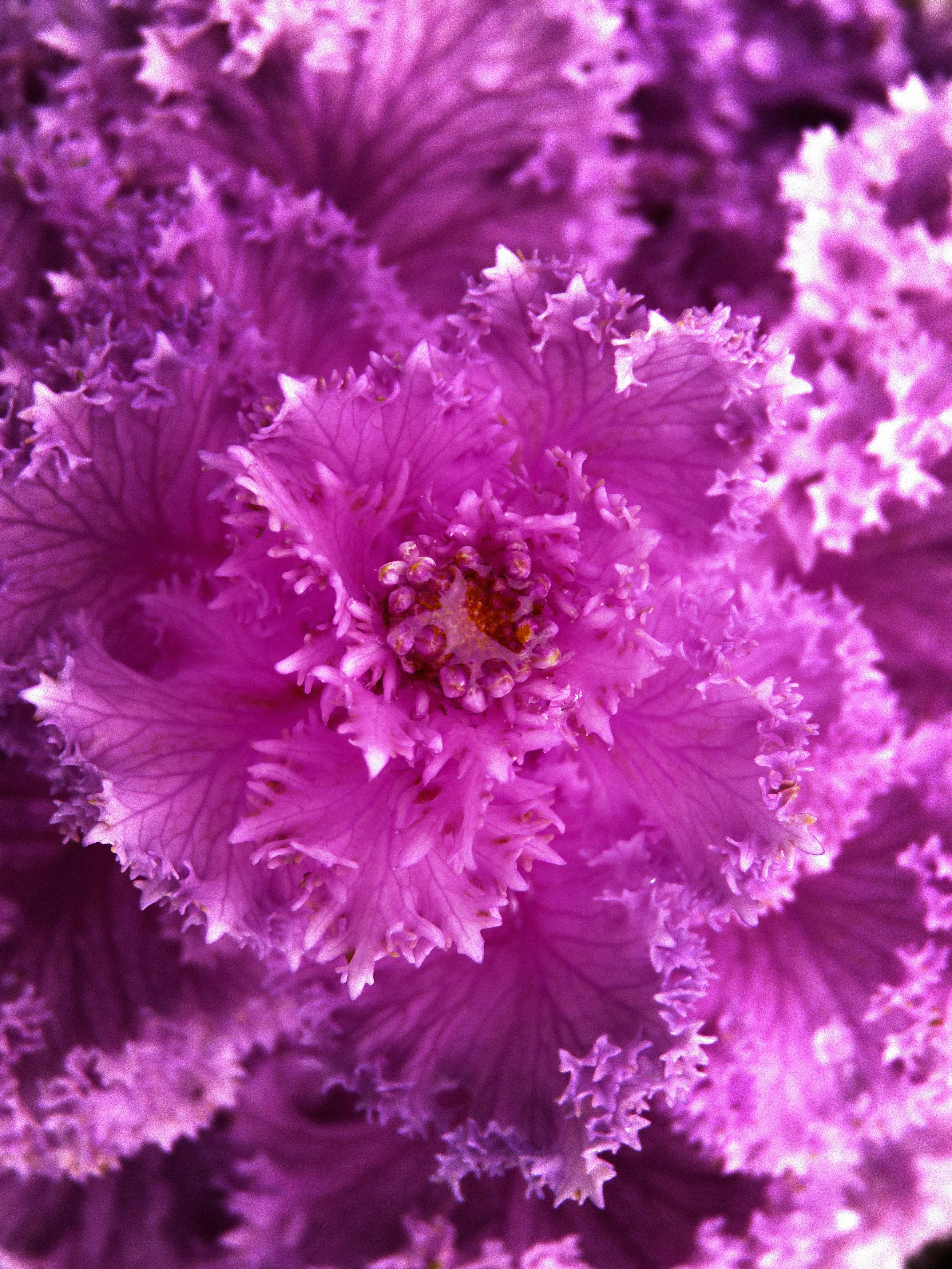 [ColoSach]-stunning-close-up-of-purple-ornamental-kale-showcasing-vivid-texture-and-color.