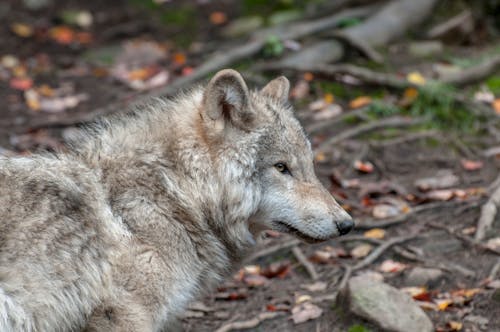 Immagine gratuita di animale, canino, landa selvaggia