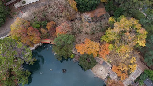 Trees and a Lake in a Park